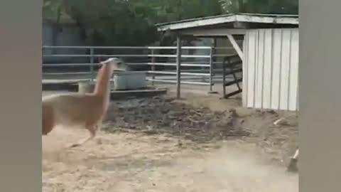 Animal attacks...