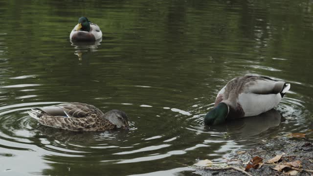 Cute Mallard ducks eating in pond