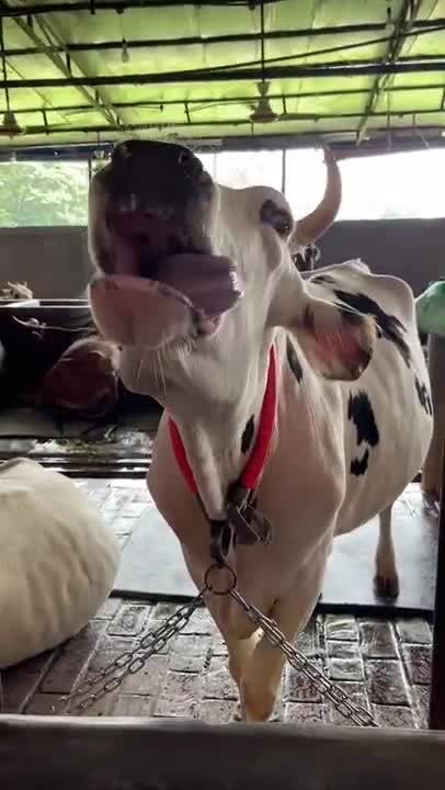 Cow funny