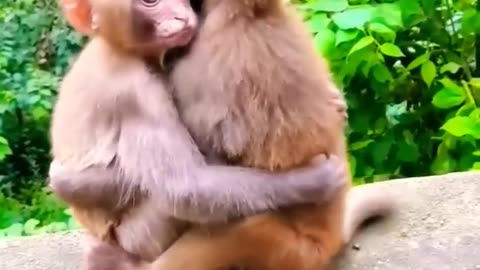 Monkey wildlife #monkey #longoor #shorts #youtubeshorts