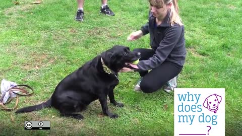 Dog training instructional videos for you