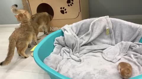 Father Cat Supports Mom Cat Giving Birth, Wins Everyone's Hearts. Caring, loving and supportive.