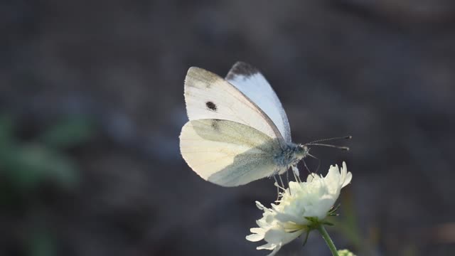 cute butterfly