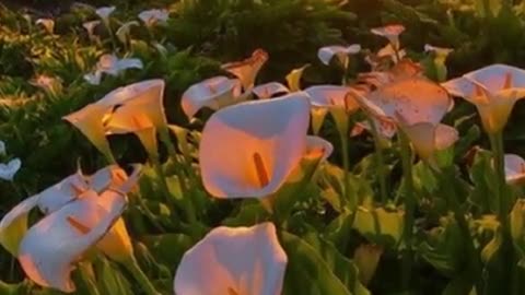 Beauty of Nature