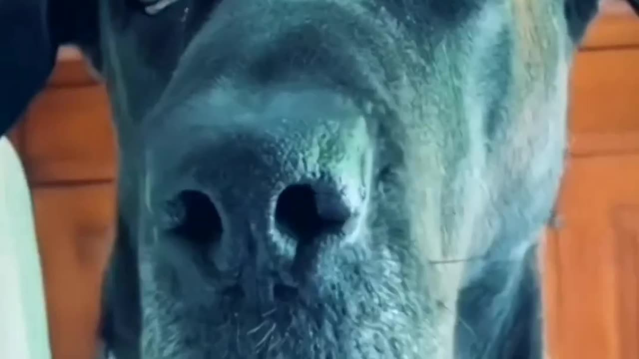 Dog funny videos