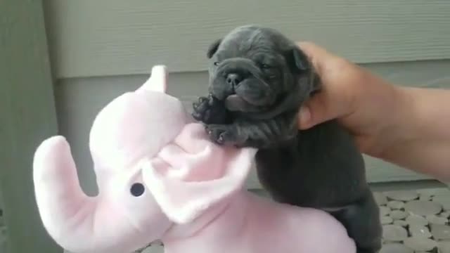 Funny Dog Videos 2021 It's time to LAUGH with Dog's life216