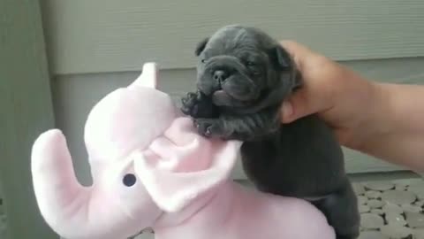 Funny Dog Videos 2021 It's time to LAUGH with Dog's life216