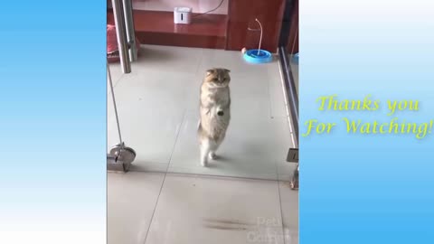 The Funny Dancing Cat dadadadada