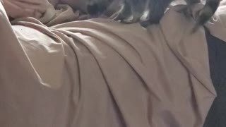 Hide and seek Dash and Peanut