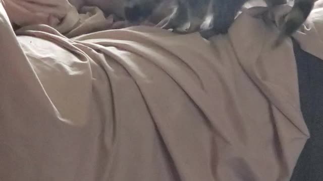 Hide and seek Dash and Peanut