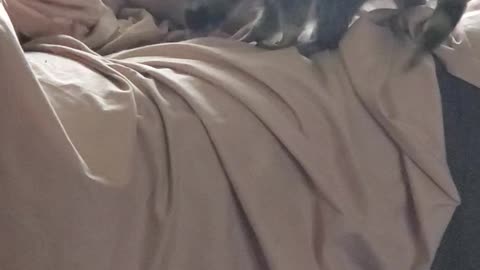 Hide and seek Dash and Peanut