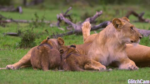 A Lioness Mom Confronts a Trespasser to Protect Her Cubs