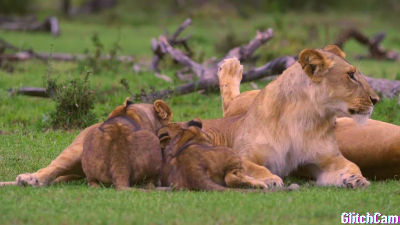 A Lioness Mom Confronts a Trespasser to Protect Her Cubs