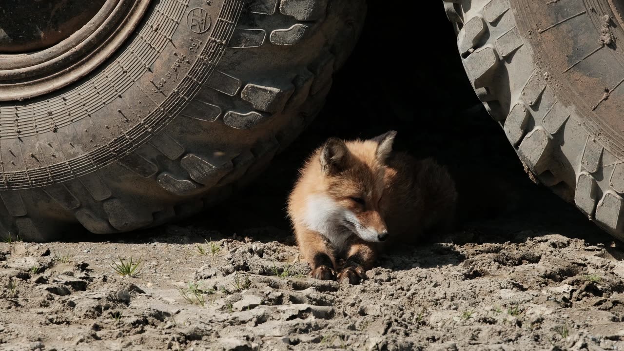 Red Fox Lying between Truck Tyres