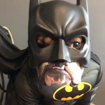 This bulldog is ready to audition for a Batman role