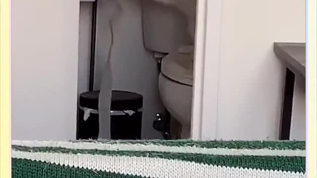 Funny cat moments