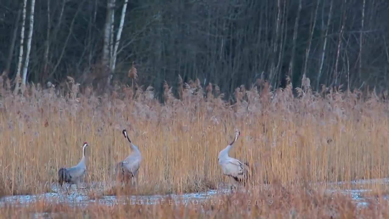 Los cantos de aves más hermosos