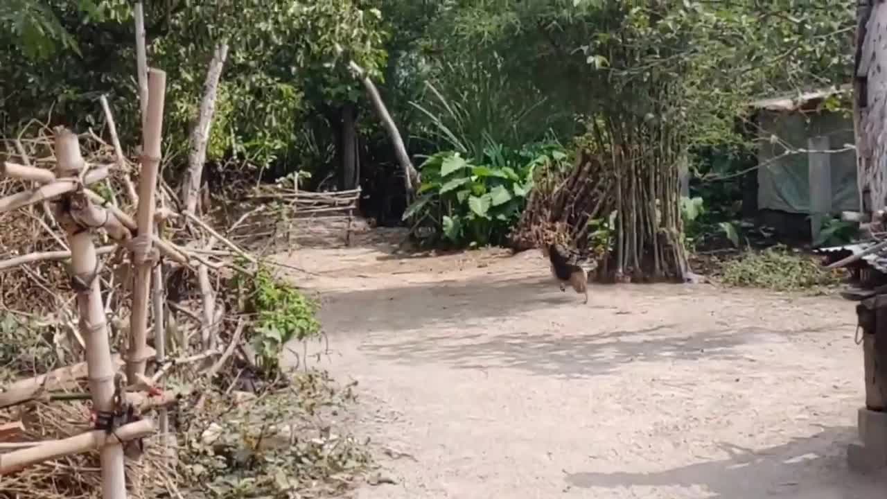 animal pranks dogs running from a fake tiger