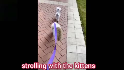 😻funny moments of cats😻