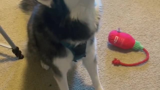 Funny dog