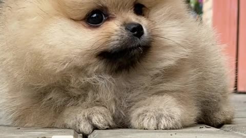 Cute baby dog