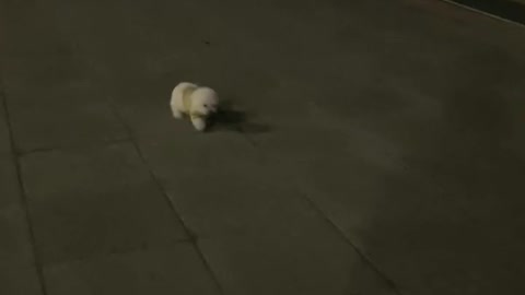 Taking a walk with a baby puppy