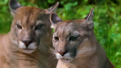 cats puma