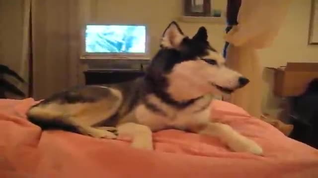 Husky Dog Talking - I love you - Husky Dog Talking