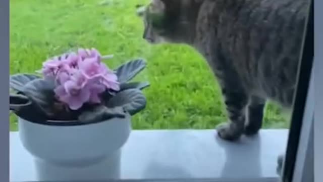 Cute cat got scared by dog|Funny Cat Complications