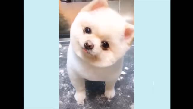 Funny video || cute video || cute puppy ||