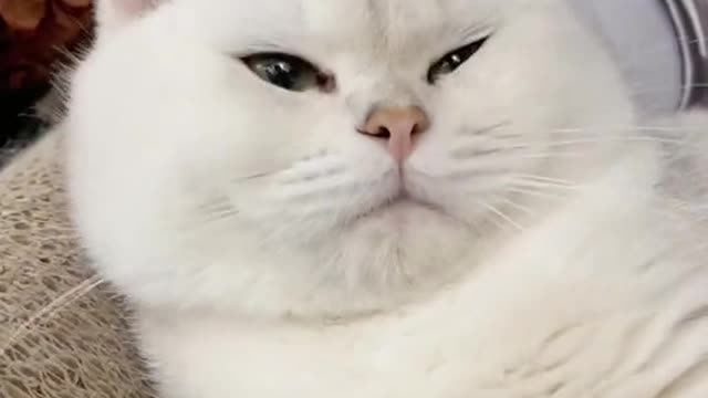 cats of tiktok
