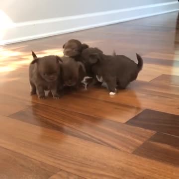 Pequeños chihuahuas juegan juntos de modo adorable