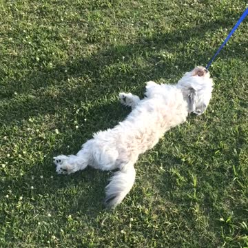 Tired puppy calls it quits during his walk