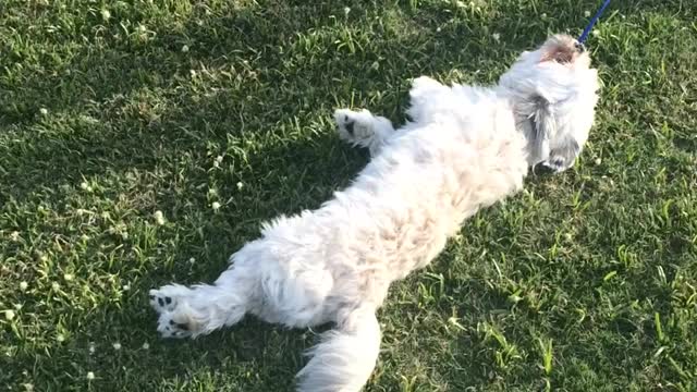 Tired puppy calls it quits during his walk