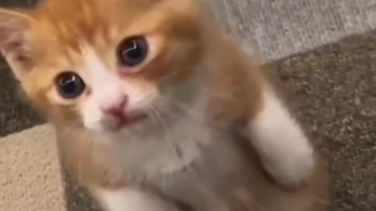 Five Minutes of Odd Cat Videos on TikTok [3]