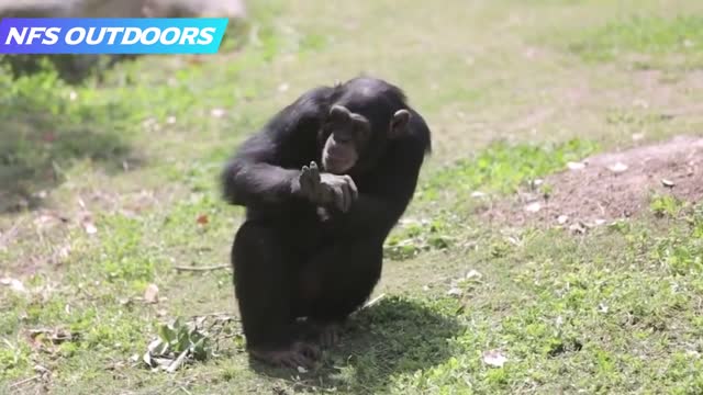 🤩Cute And Funny Pets Try Not To Laugh !