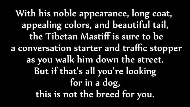 Giant Tibetan Mastiff - Goliath Dog