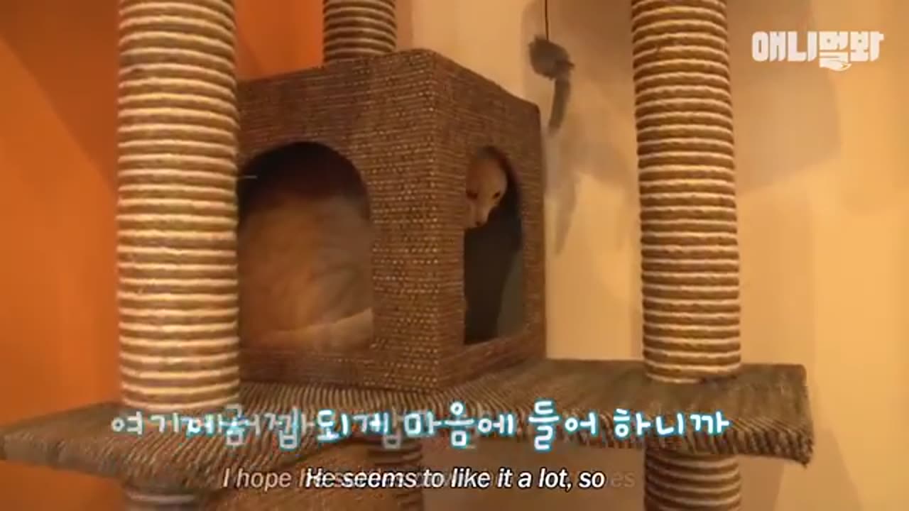 Story of How Cat That Near Death Became a College Student