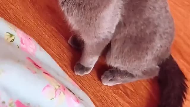 The kitten is angry