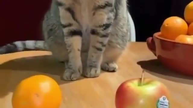 Cats are very smart