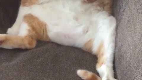 Orange cat licking himself while sitting upright