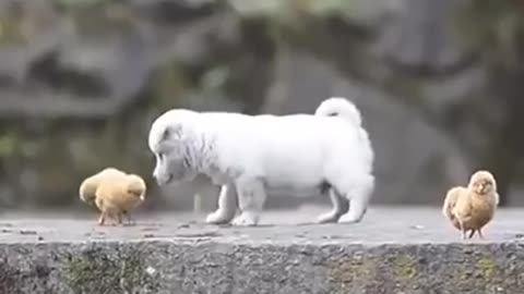 Puppy play with baby chiken most feelings