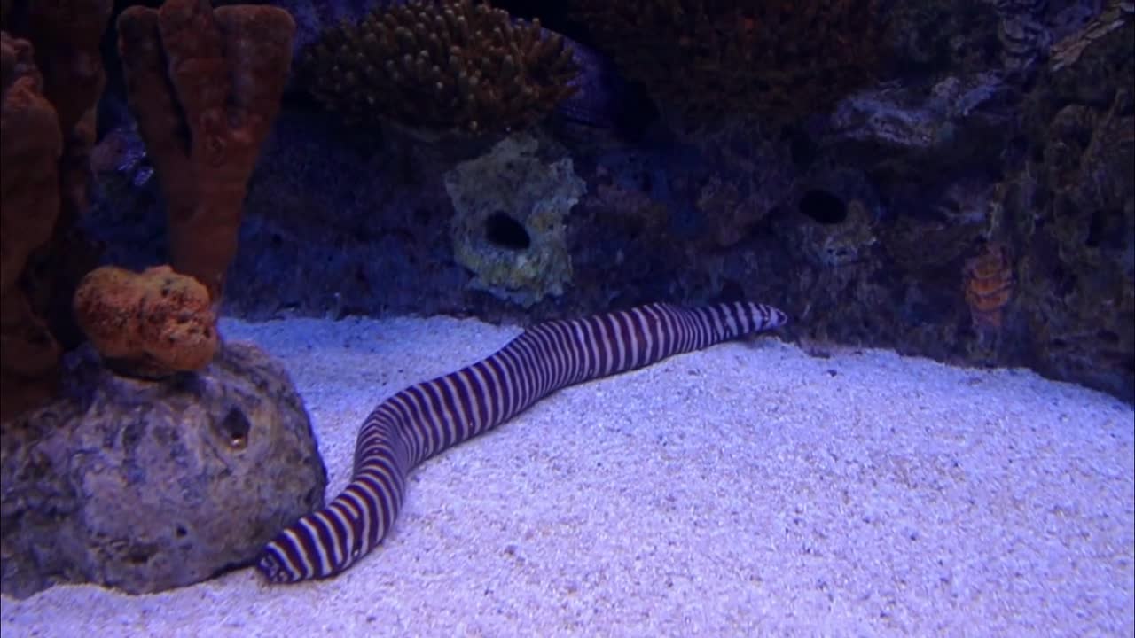 a striped in an aquarium