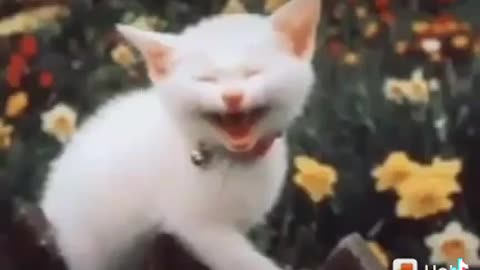 cat getting scared