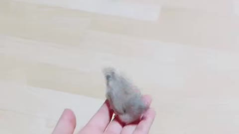 Practice of flying baby birds