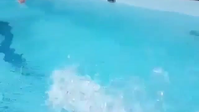 Cute bulldog jumps in the pool