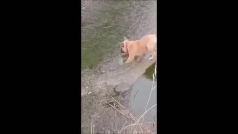 Funny animal videos 2023 - Funny cats_dogs - Funny animals 3
