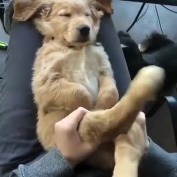 So funny is he sleeping or pretending