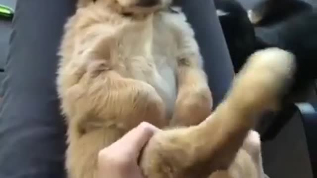 So funny is he sleeping or pretending