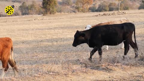 love dancing cows